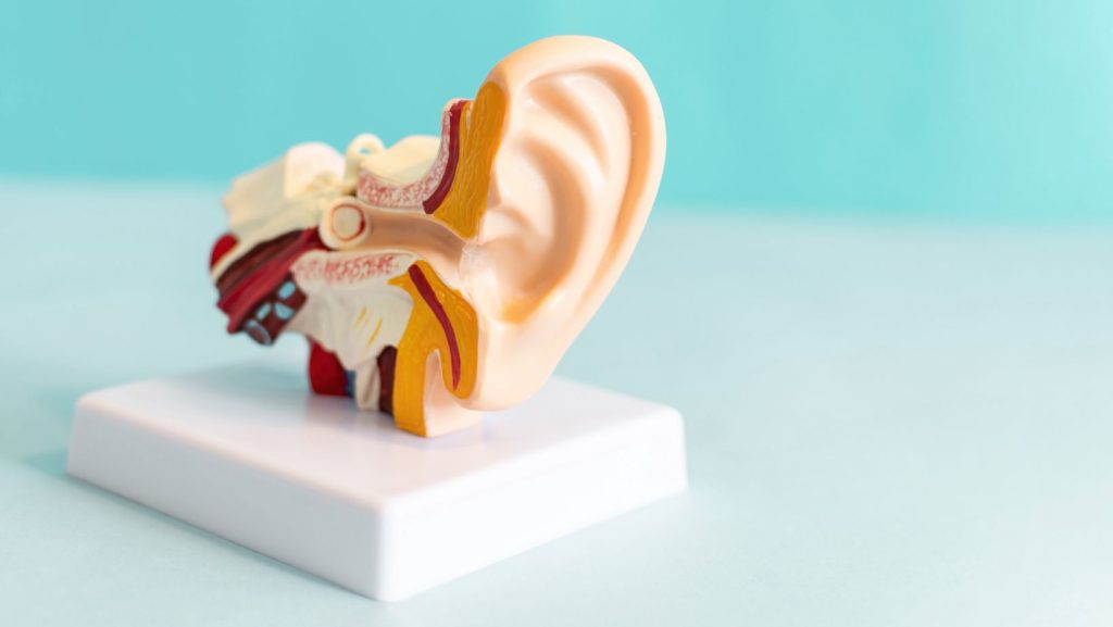 Protect Your Ears and Prevent Hearing Loss